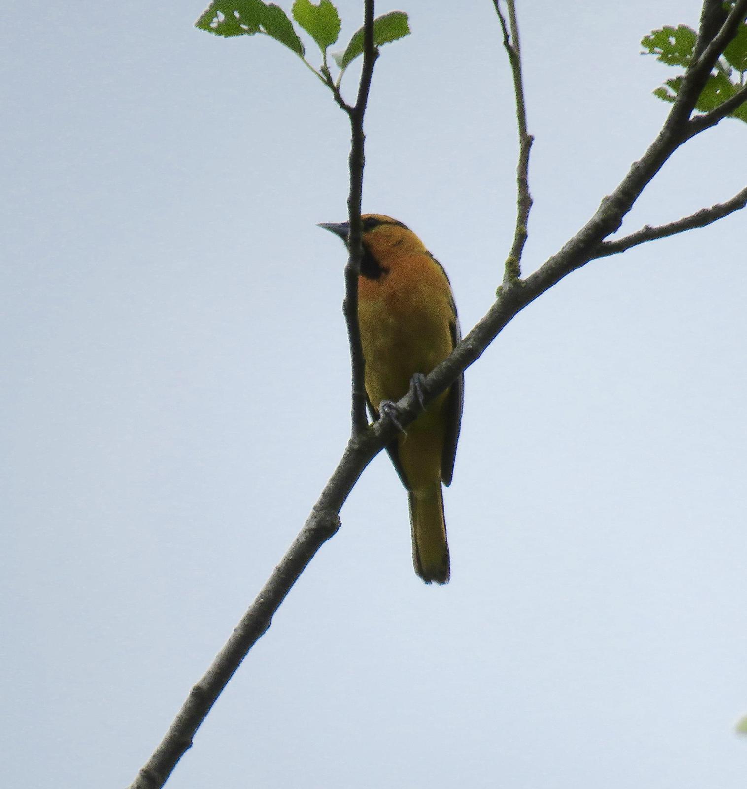 Bullock's Oriole Photo by Ted Goshulak