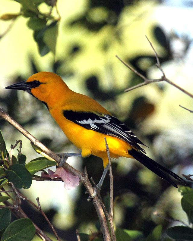 Yellow Oriole Photo by Cathy Sheeter