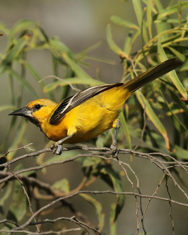 Yellow Oriole Photo by Cathy Sheeter