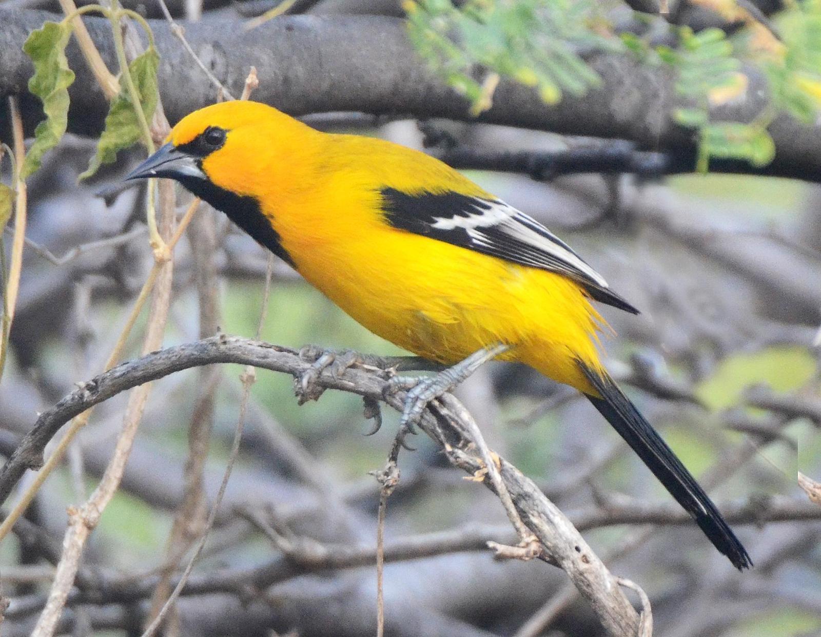 Yellow Oriole Photo by Steven Mlodinow