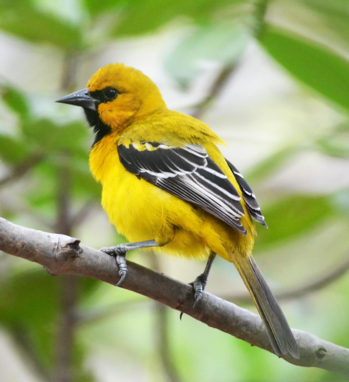 Yellow Oriole Photo by Steven Mlodinow