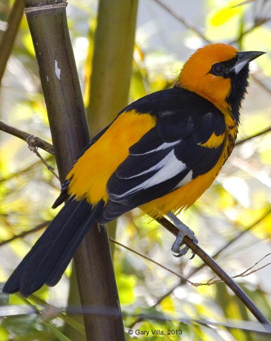 Spot-breasted Oriole Photo by Gary Villa