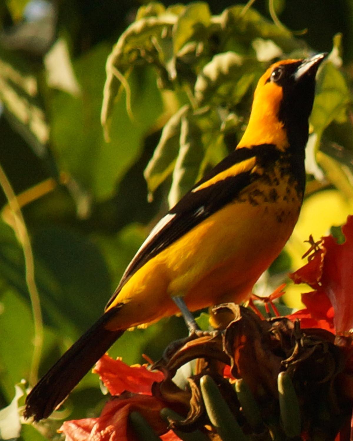 Spot-breasted Oriole Photo by Robin Oxley