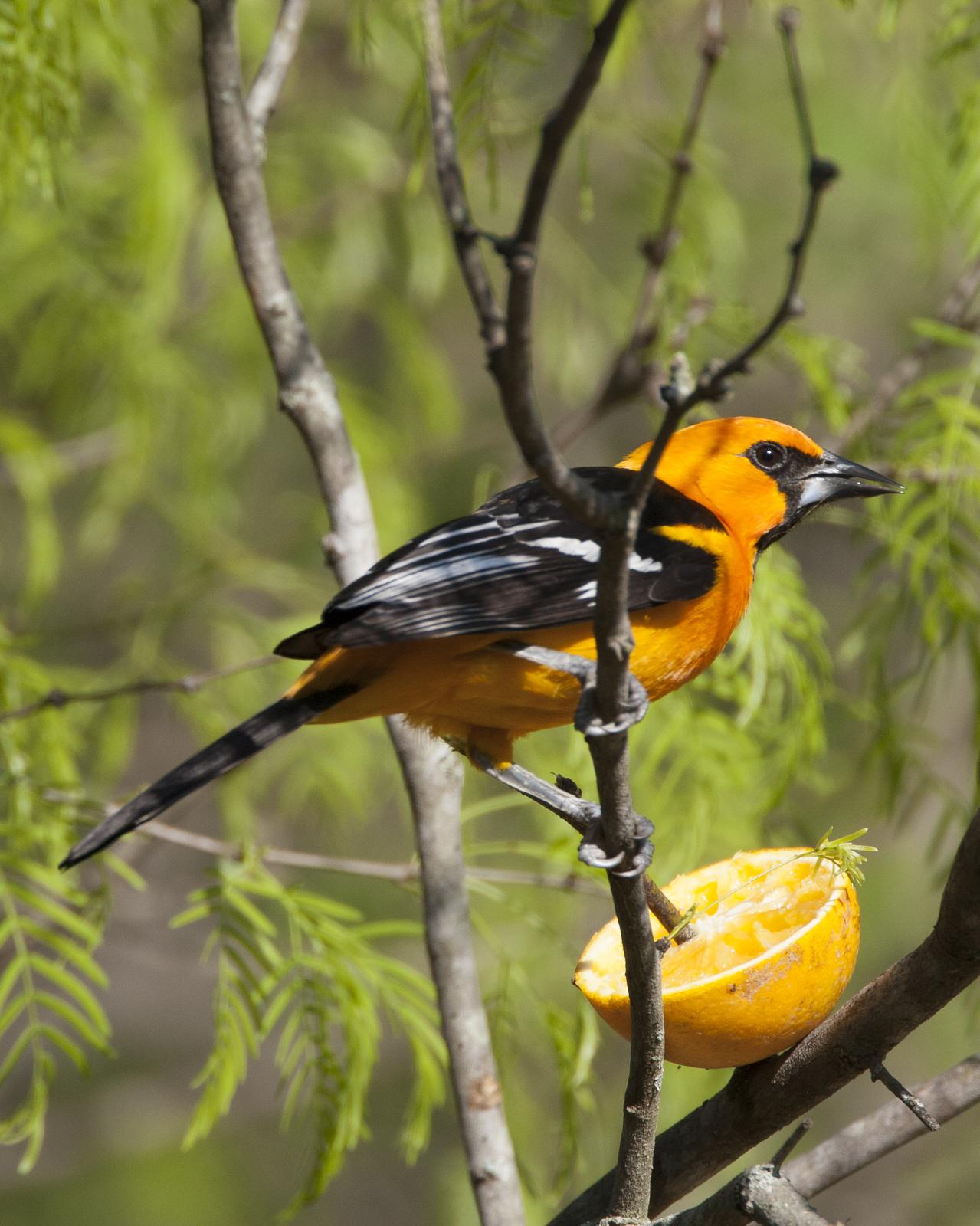 Altamira Oriole Photo by Jeff Moore