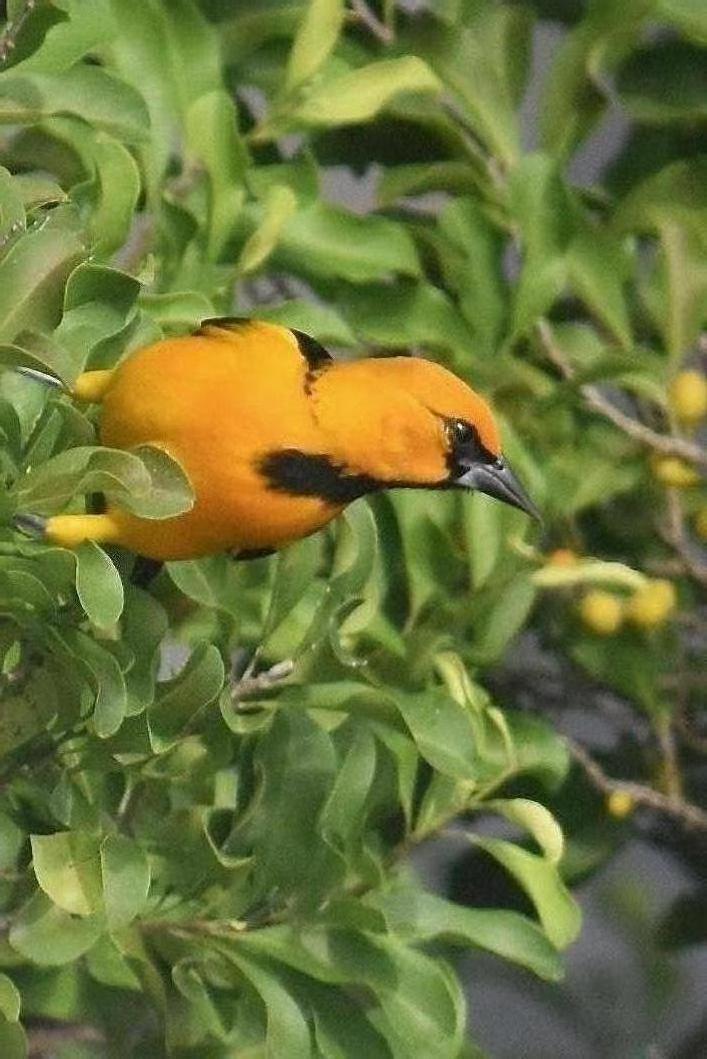 Altamira Oriole Photo by Evelyn [aret