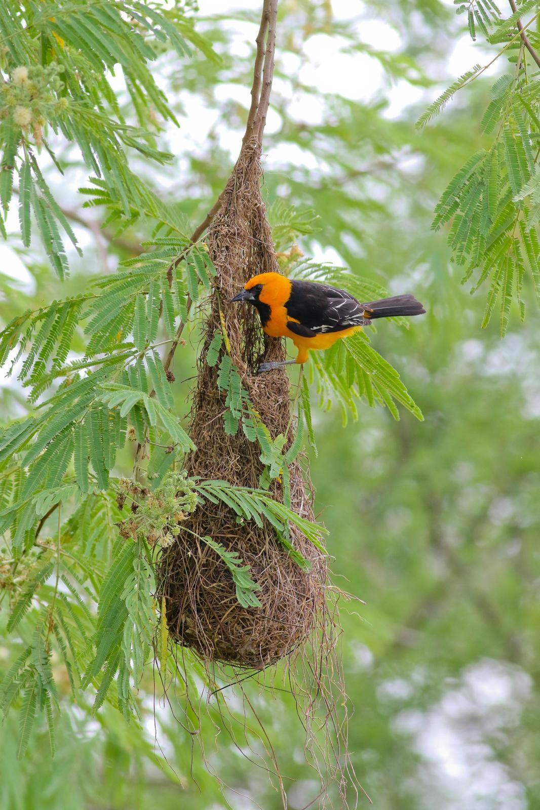 Altamira Oriole Photo by Tom Ford-Hutchinson