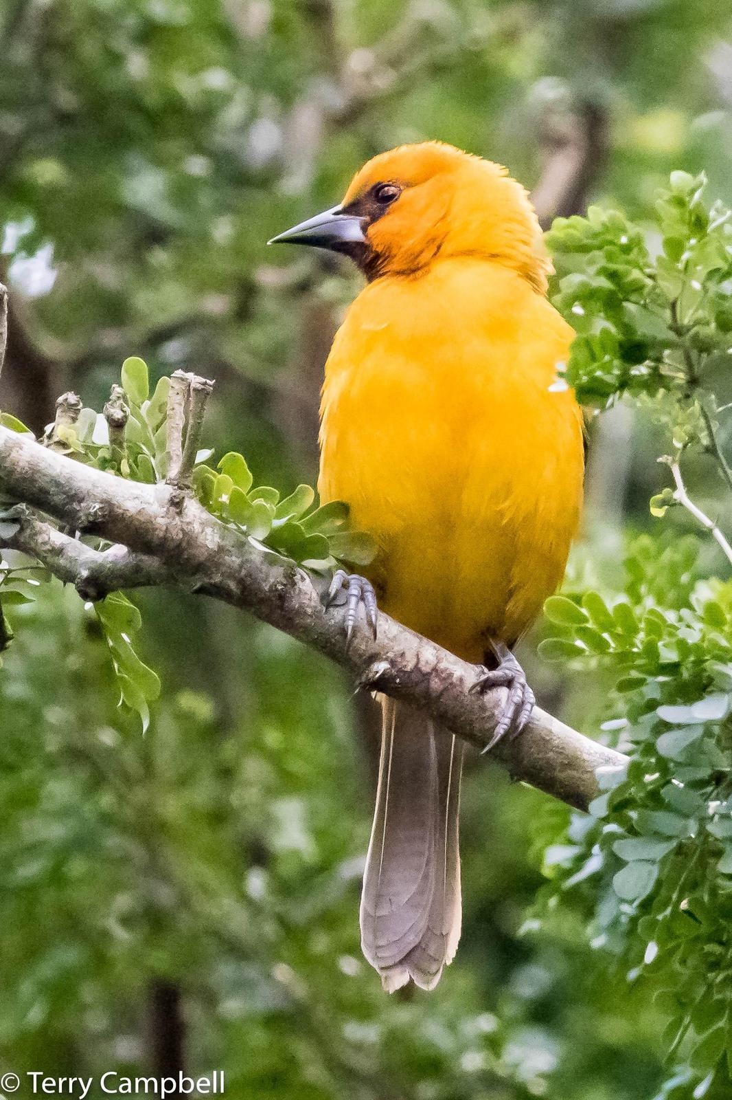 Altamira Oriole Photo by Terry Campbell
