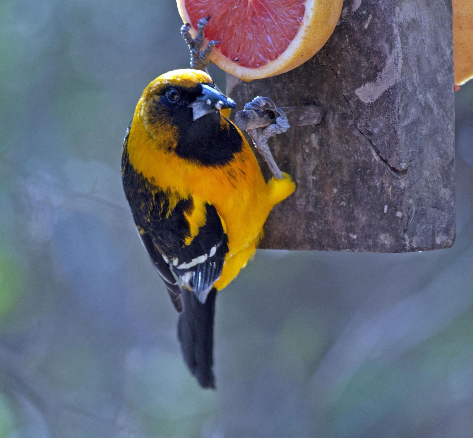 Altamira x Audubon's Oriole (hybrid) Photo by Scott Berglund