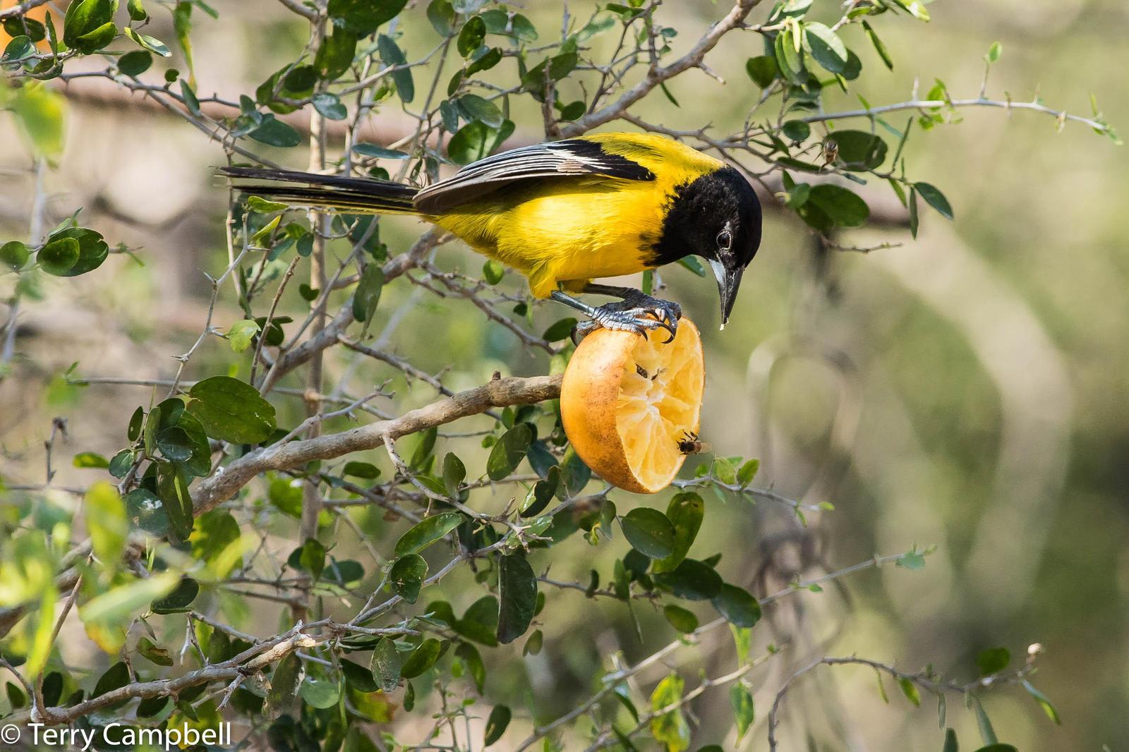 Audubon's Oriole Photo by Terry Campbell