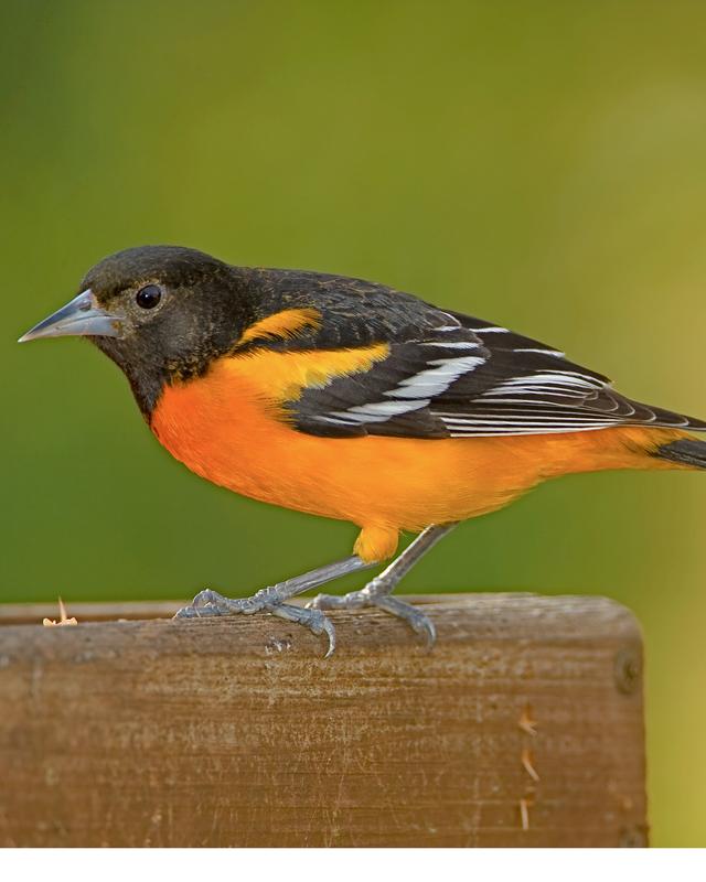 Baltimore Oriole Photo by JC Knoll