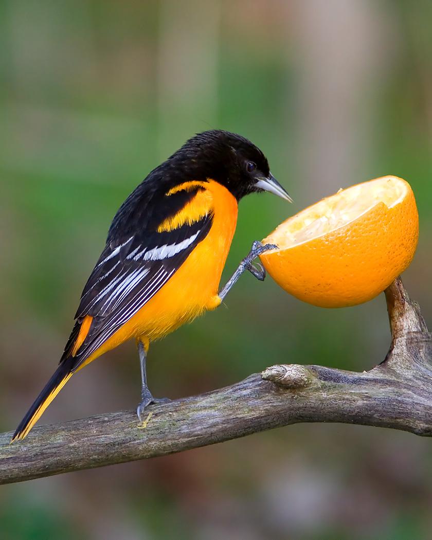 Baltimore Oriole Photo by Josh Haas