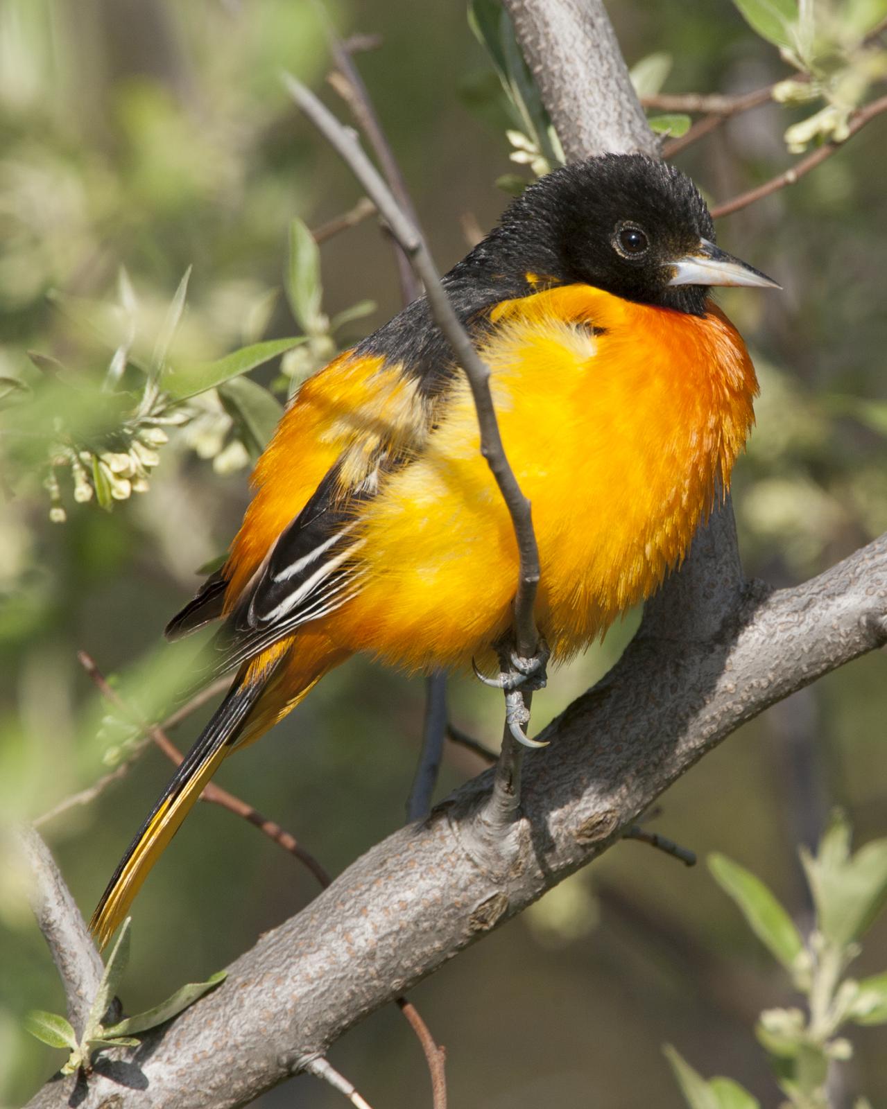 Baltimore Oriole Photo by Jeff Moore