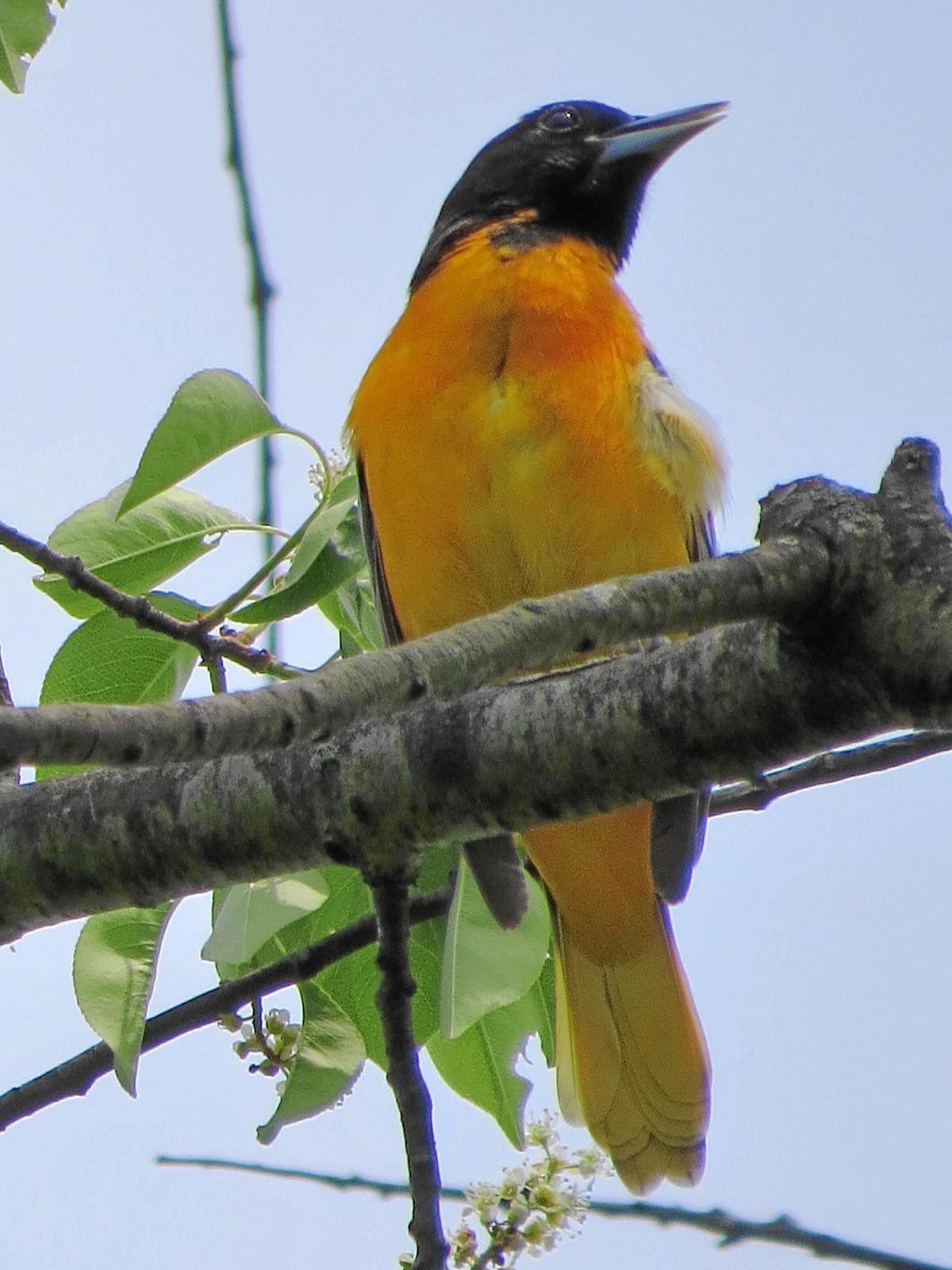 Baltimore Oriole Photo by Kathy Wooding