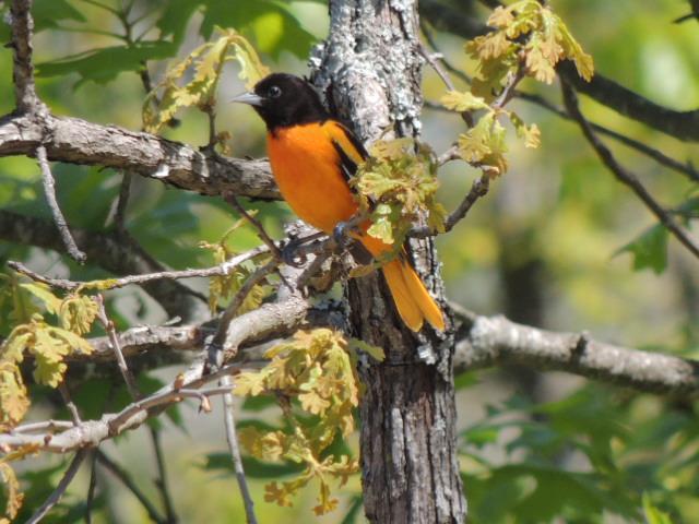 Baltimore Oriole Photo by Tony Heindel