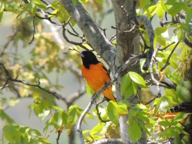 Baltimore Oriole Photo by Tony Heindel