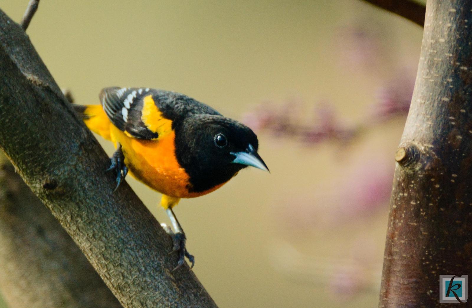 Baltimore Oriole Photo by Tyson Kahler