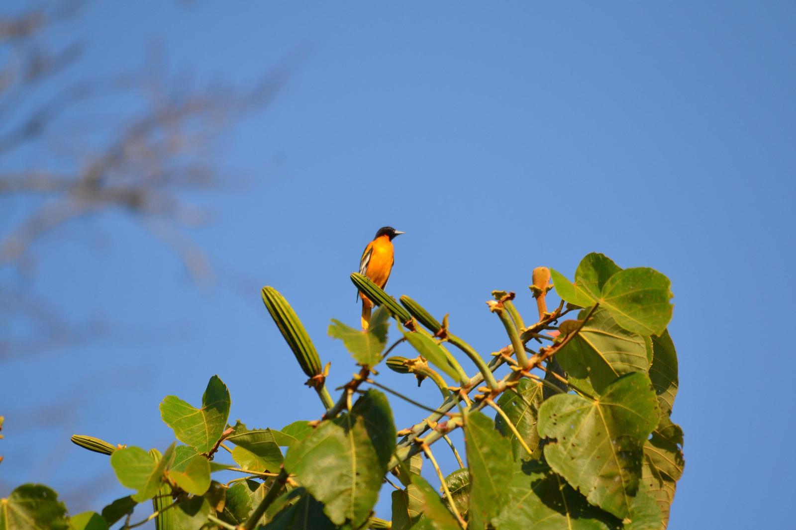 Baltimore Oriole Photo by Timothy McKee
