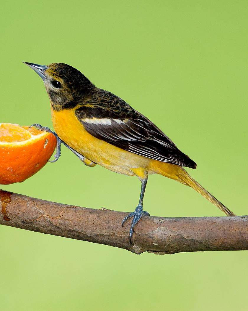 Baltimore Oriole Photo by Josh Haas