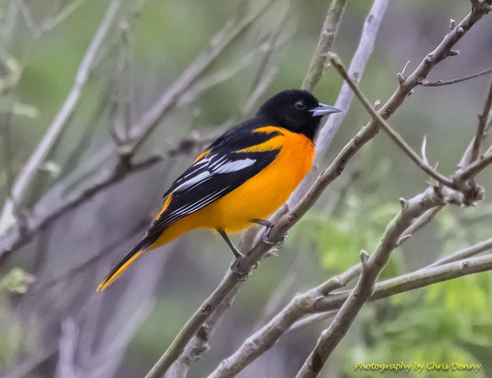 Baltimore Oriole Photo by Chris Denny