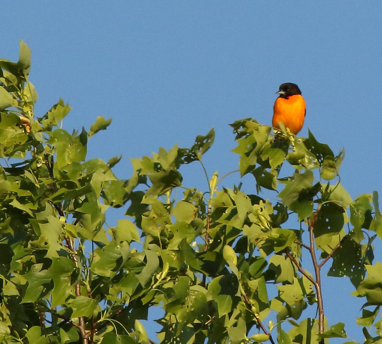 Baltimore Oriole Photo by Terry Campbell