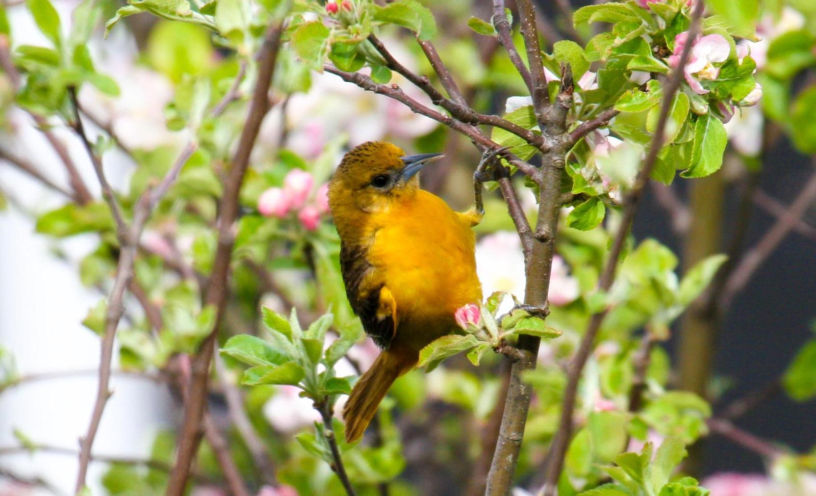Baltimore Oriole Photo by Roseanne CALECA
