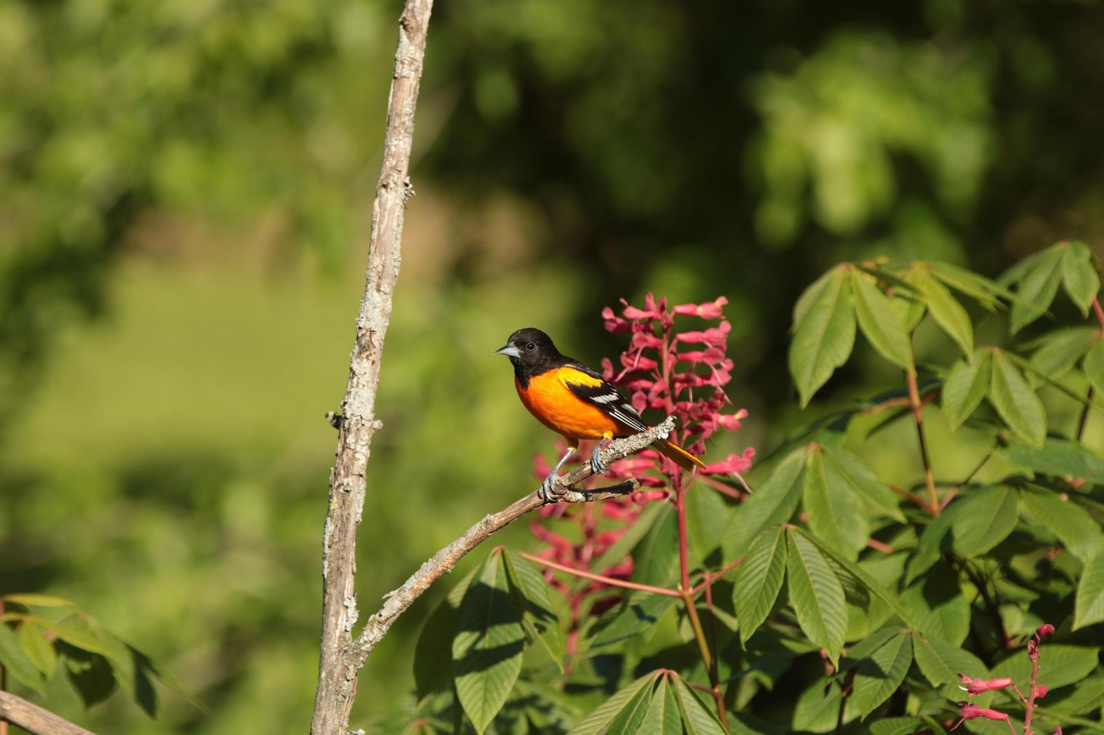 Baltimore Oriole Photo by Kristy Baker