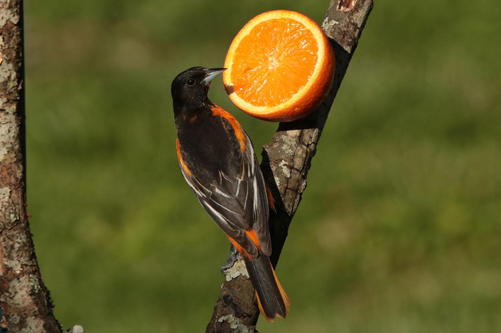 Baltimore Oriole Photo by Kristy Baker