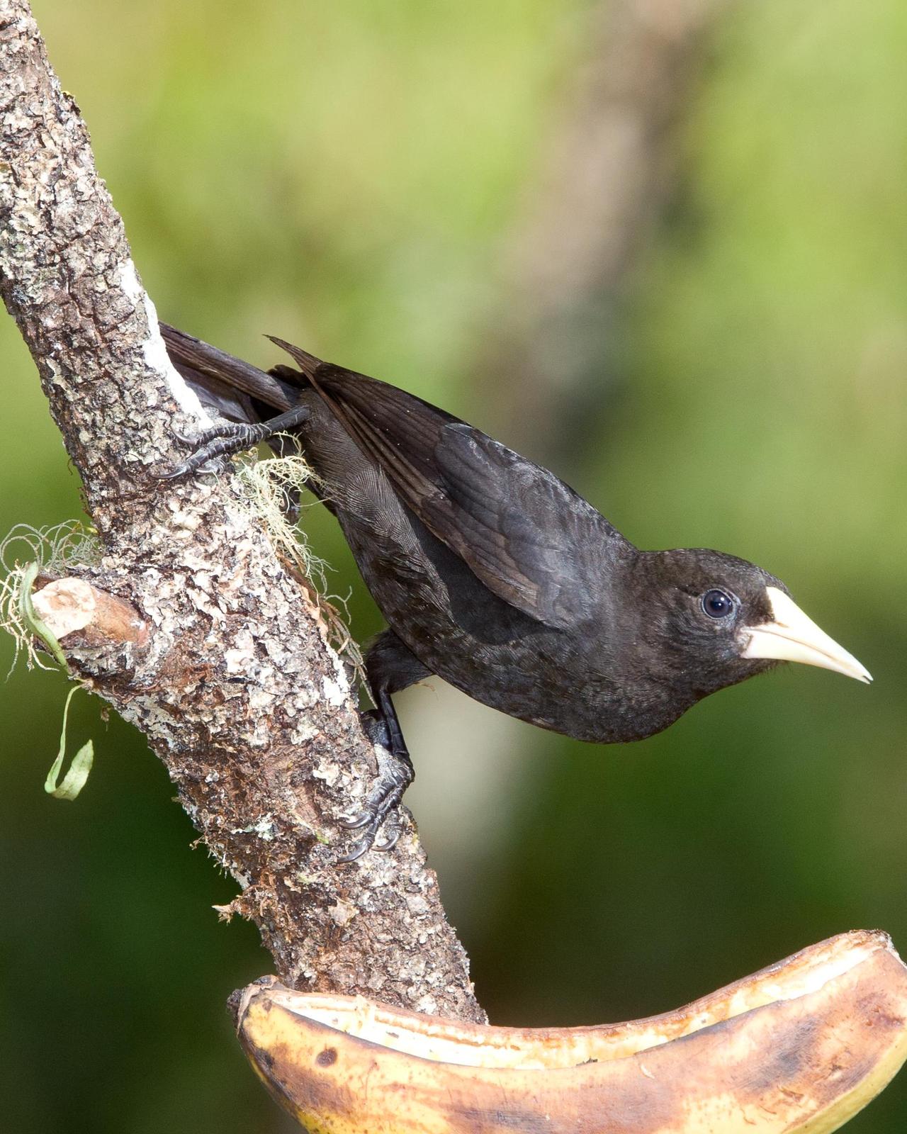 Red-rumped Cacique Photo by Robert Lewis