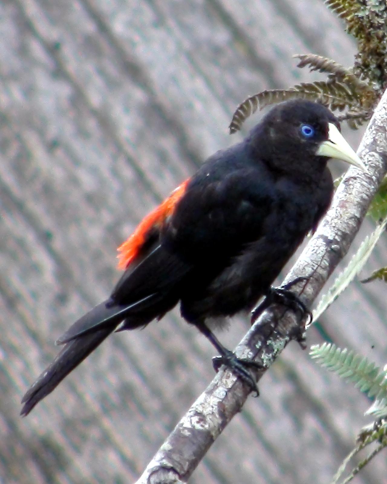 Red-rumped Cacique Photo by Victor Rebuzzi