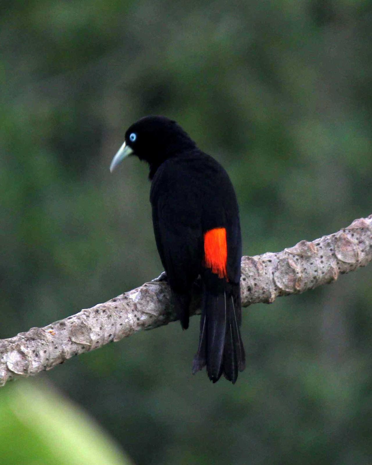 Scarlet-rumped Cacique Photo by Molly Wollam