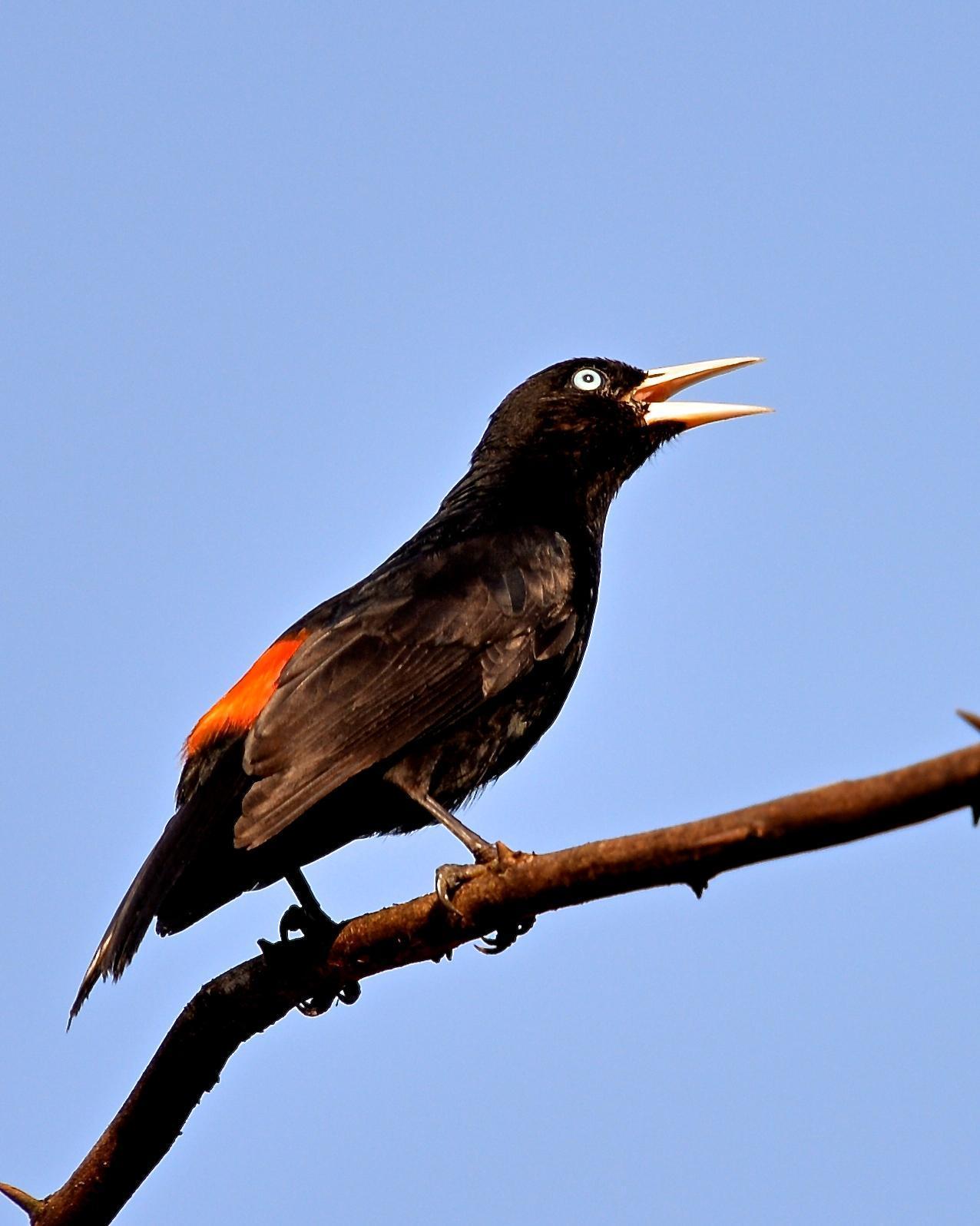 Scarlet-rumped Cacique Photo by Gerald Friesen