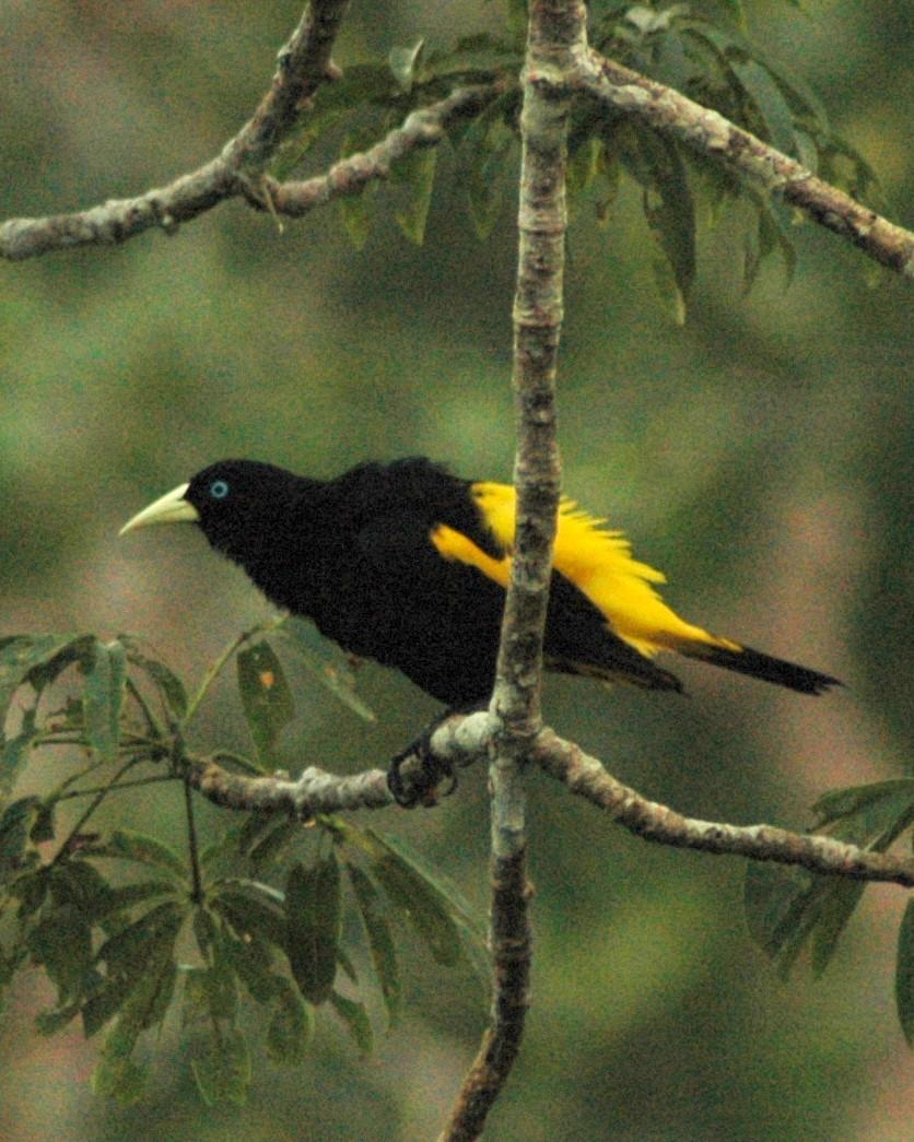 Yellow-rumped Cacique Photo by David Hollie
