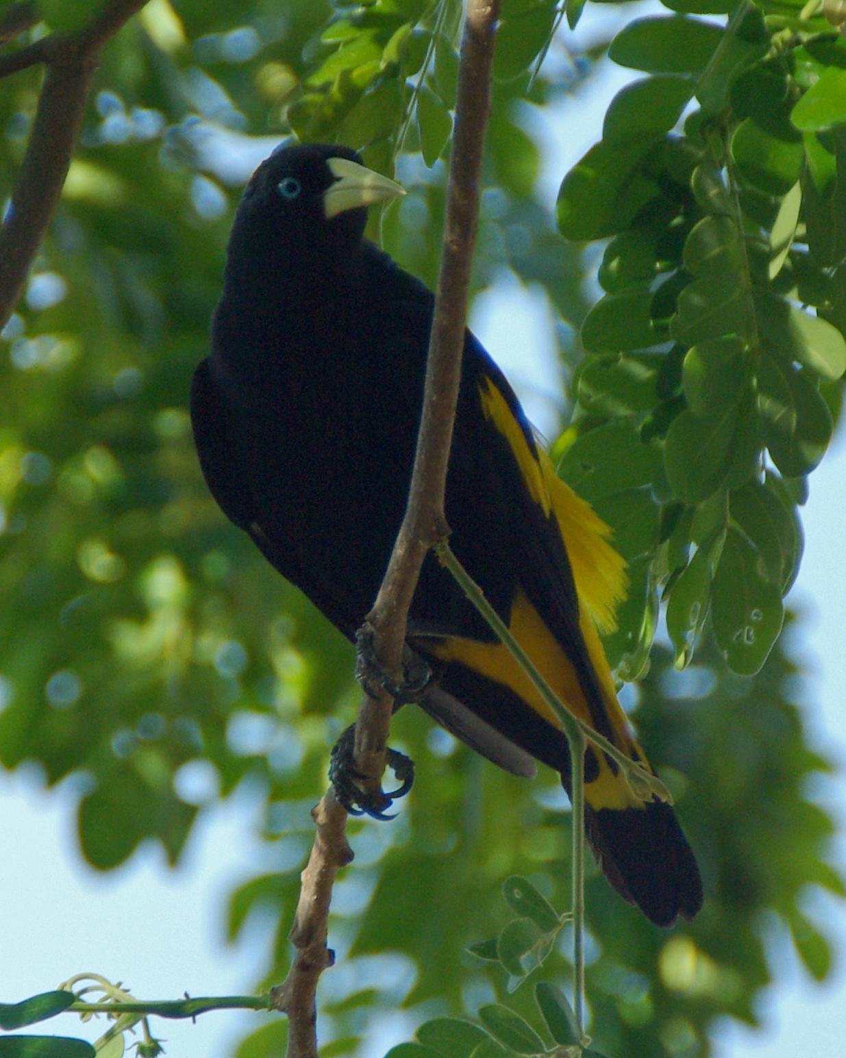 Yellow-rumped Cacique Photo by Robert Polkinghorn