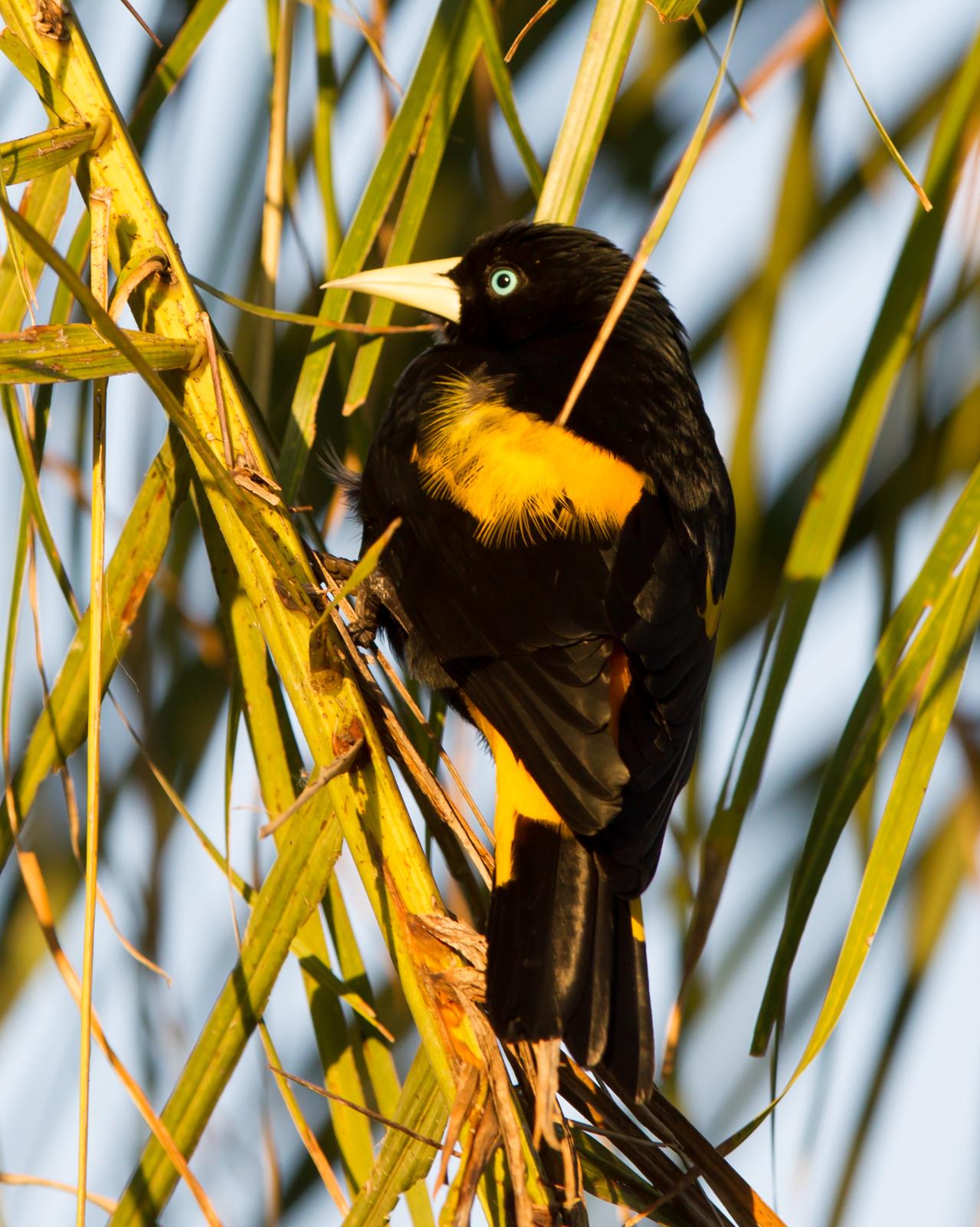 Yellow-rumped Cacique Photo by Kevin Berkoff