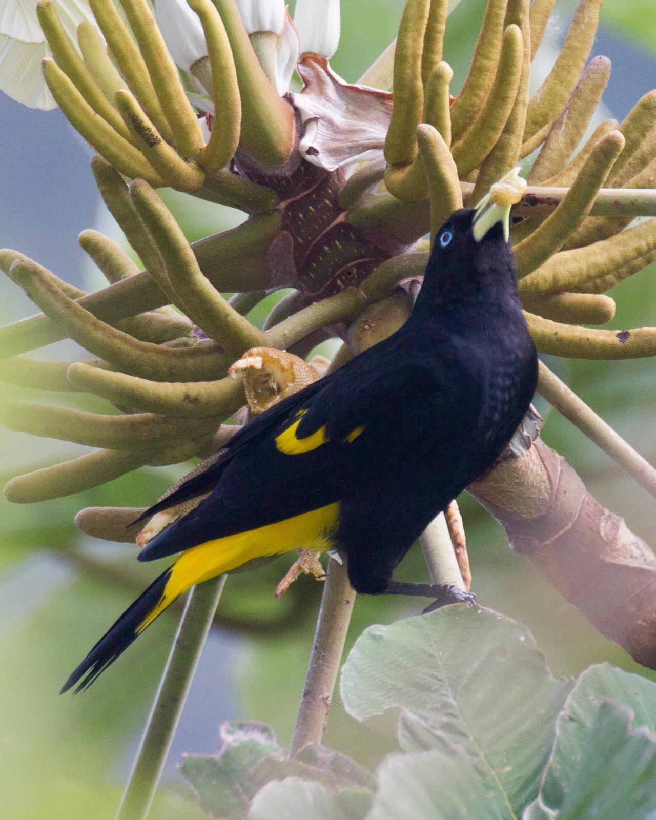 Yellow-rumped Cacique Photo by Robert Lewis
