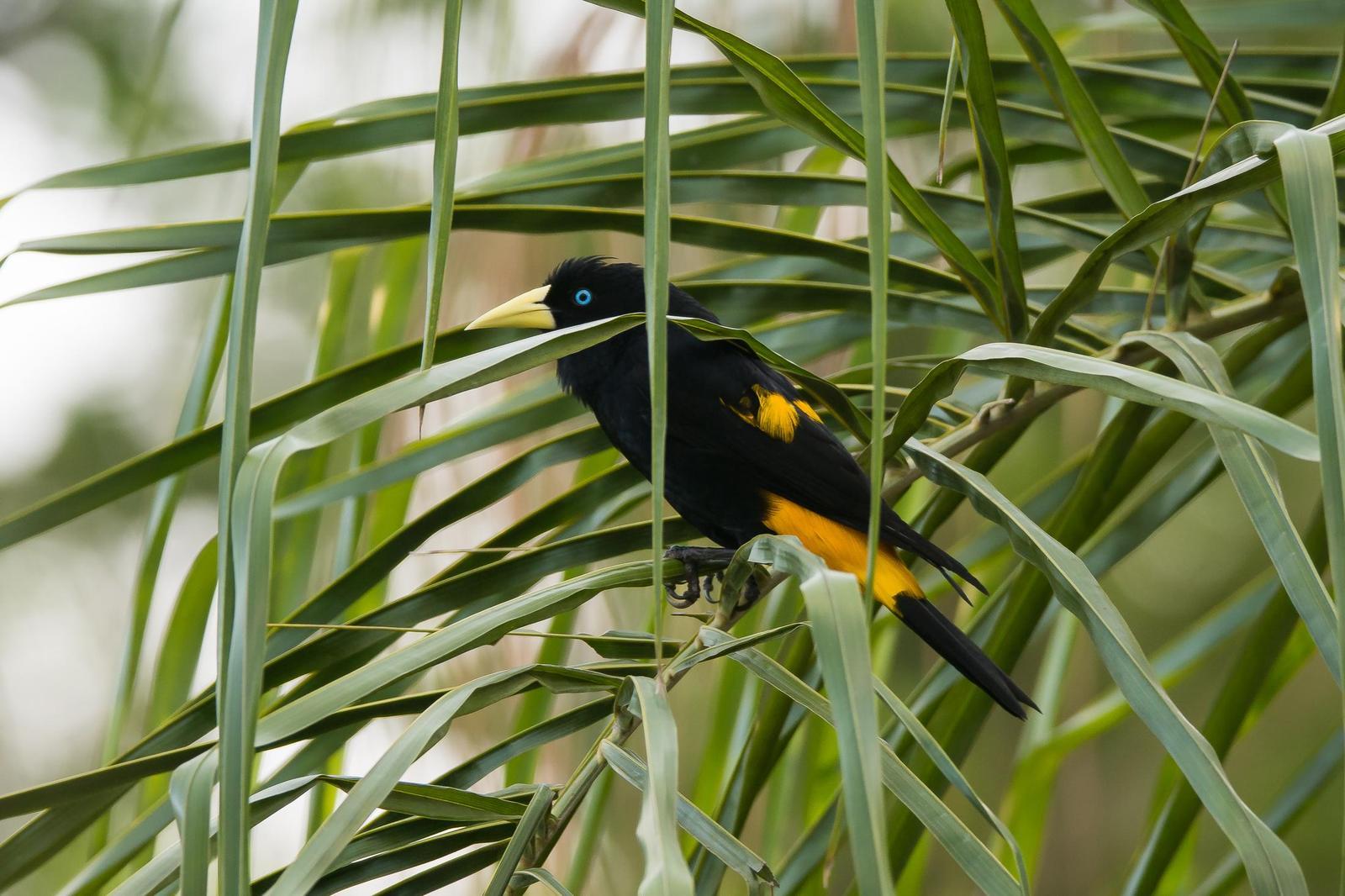 Yellow-rumped Cacique Photo by Gerald Hoekstra