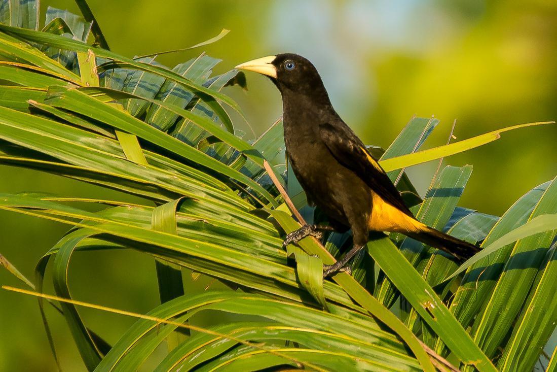 Yellow-rumped Cacique Photo by Gerald Hoekstra