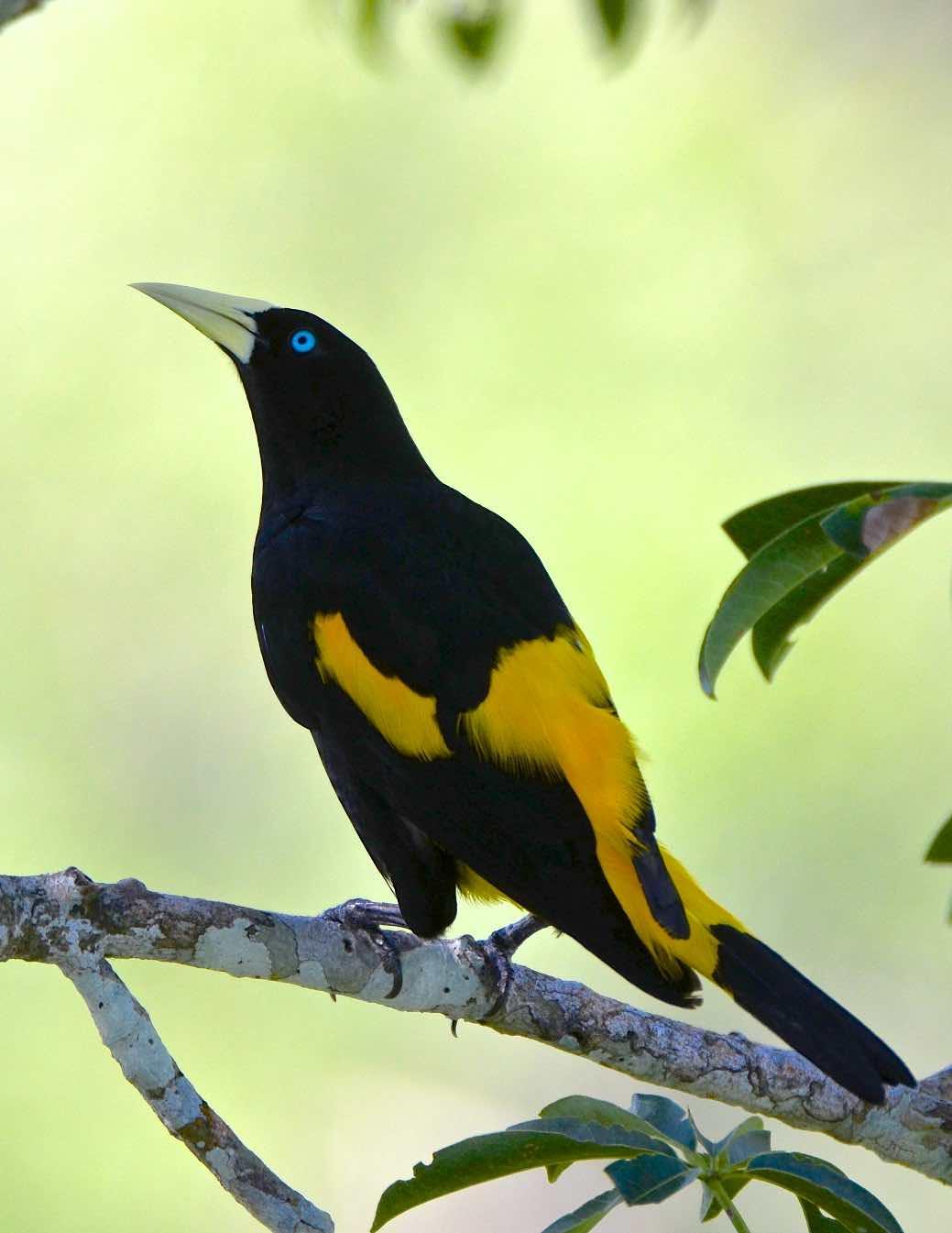 Yellow-rumped Cacique Photo by Andrew Pittman