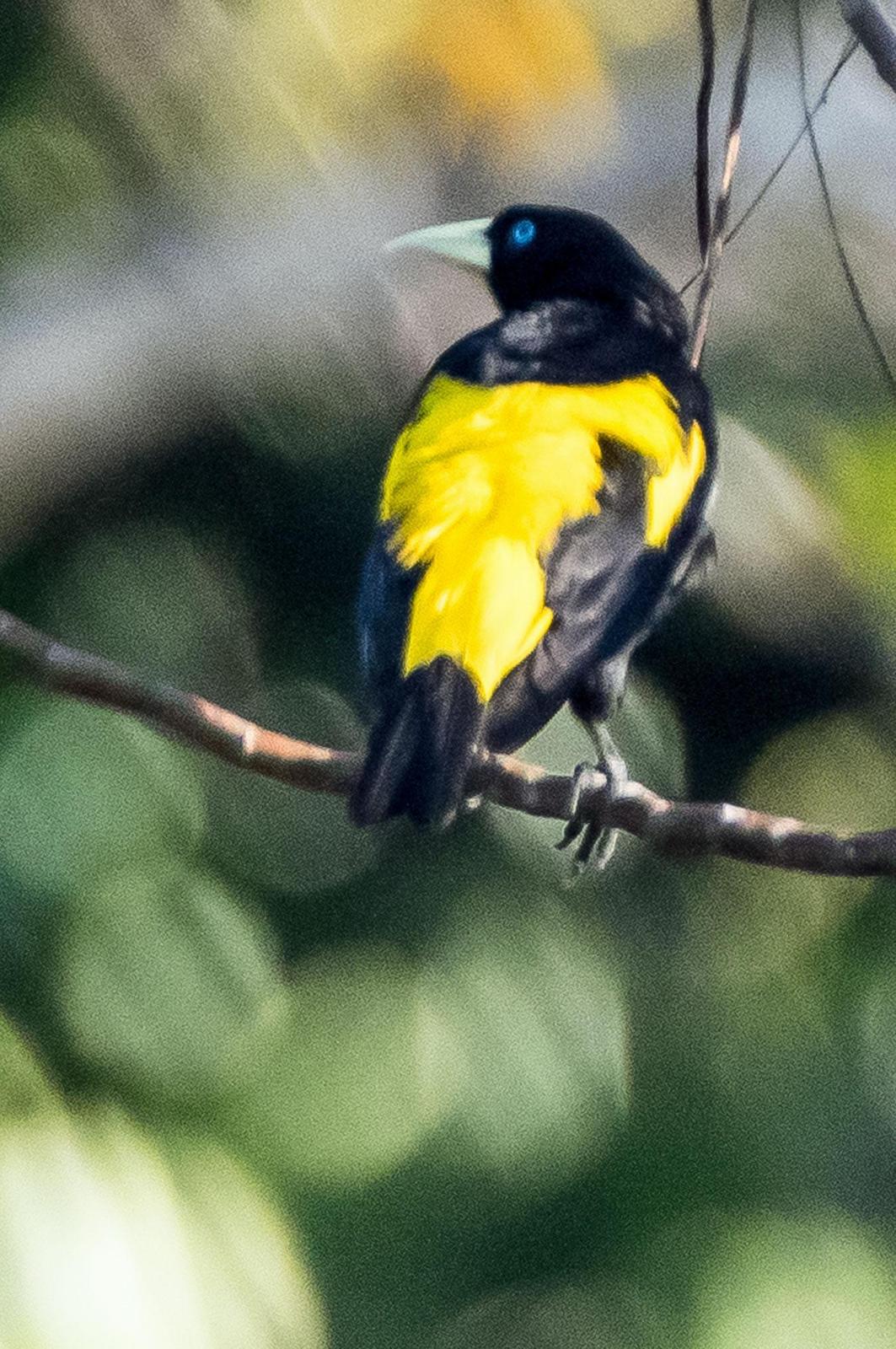 Yellow-rumped Cacique Photo by Phil Kahler