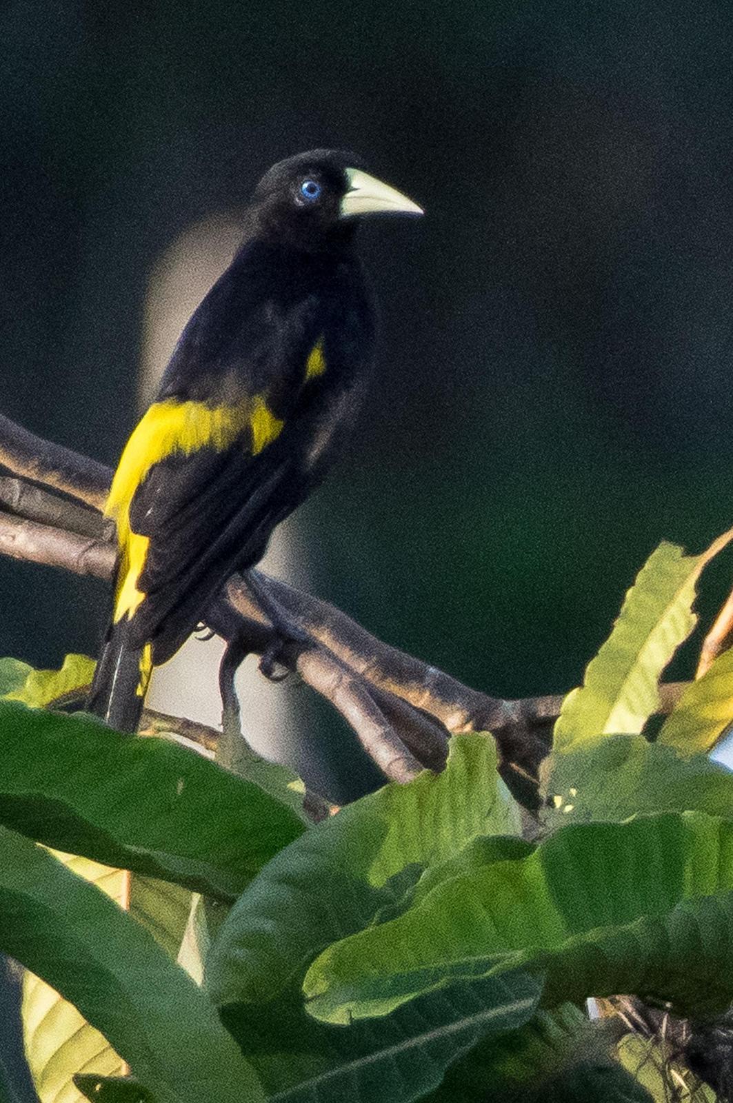 Yellow-rumped Cacique Photo by Phil Kahler