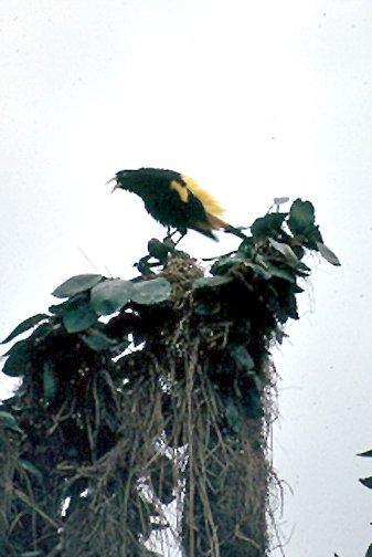 Yellow-rumped Cacique (Amazonian) Photo by Dan Tallman