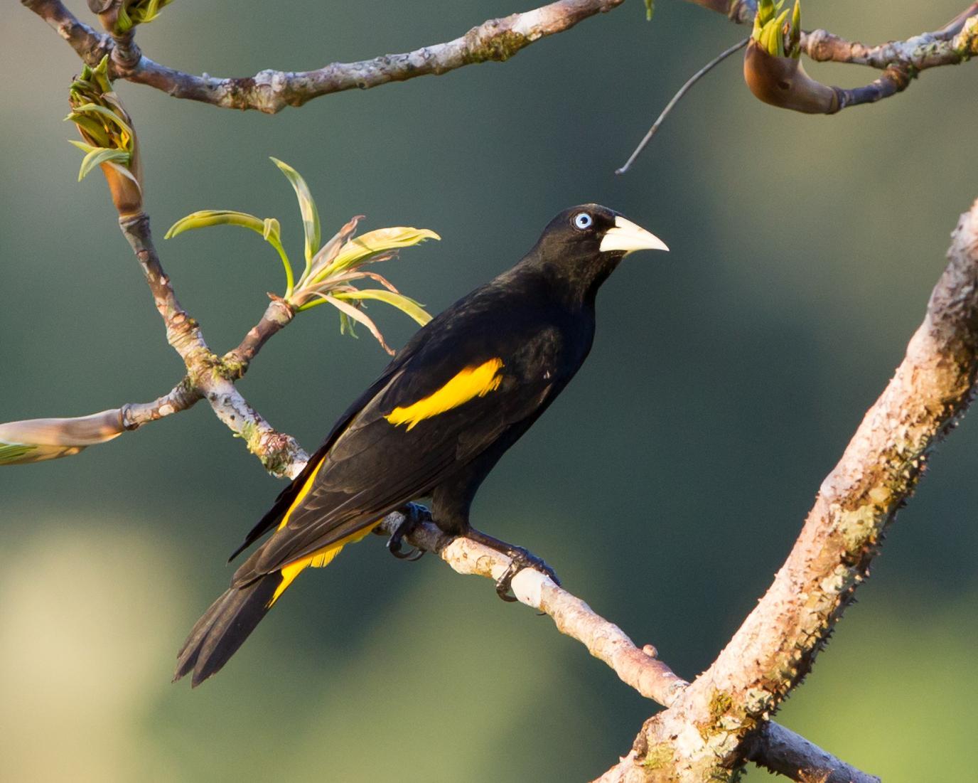 Yellow-rumped Cacique (Amazonian) Photo by Kevin Berkoff