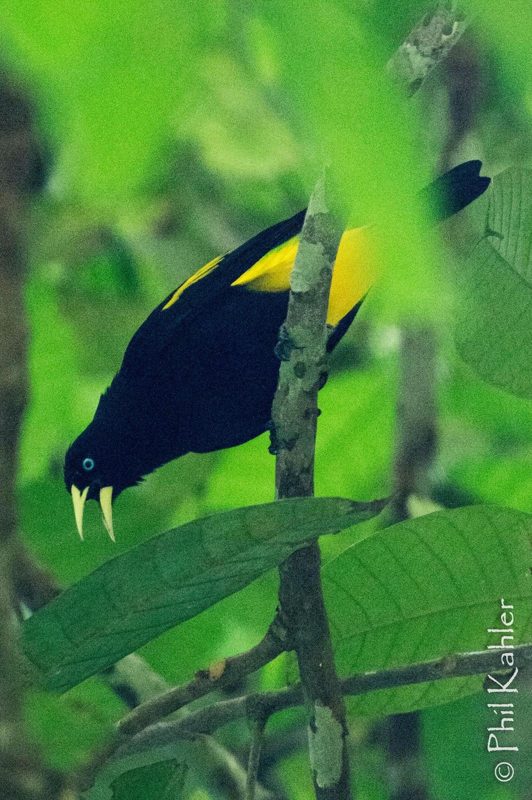 Yellow-rumped Cacique (Amazonian) Photo by Phil Kahler