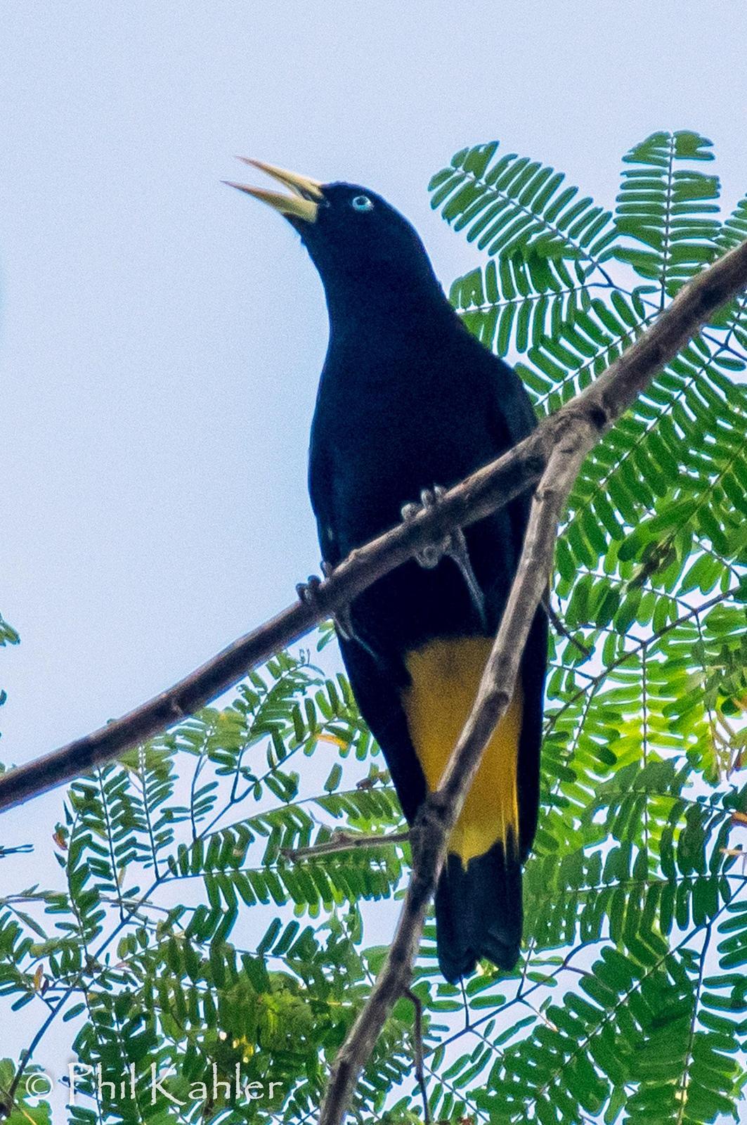 Yellow-rumped Cacique (Amazonian) Photo by Phil Kahler