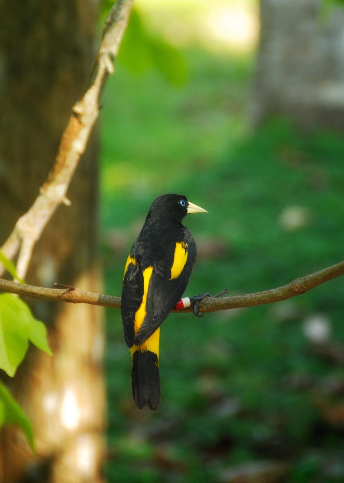 Yellow-rumped Cacique (Amazonian) Photo by Alicia Arcidiacono