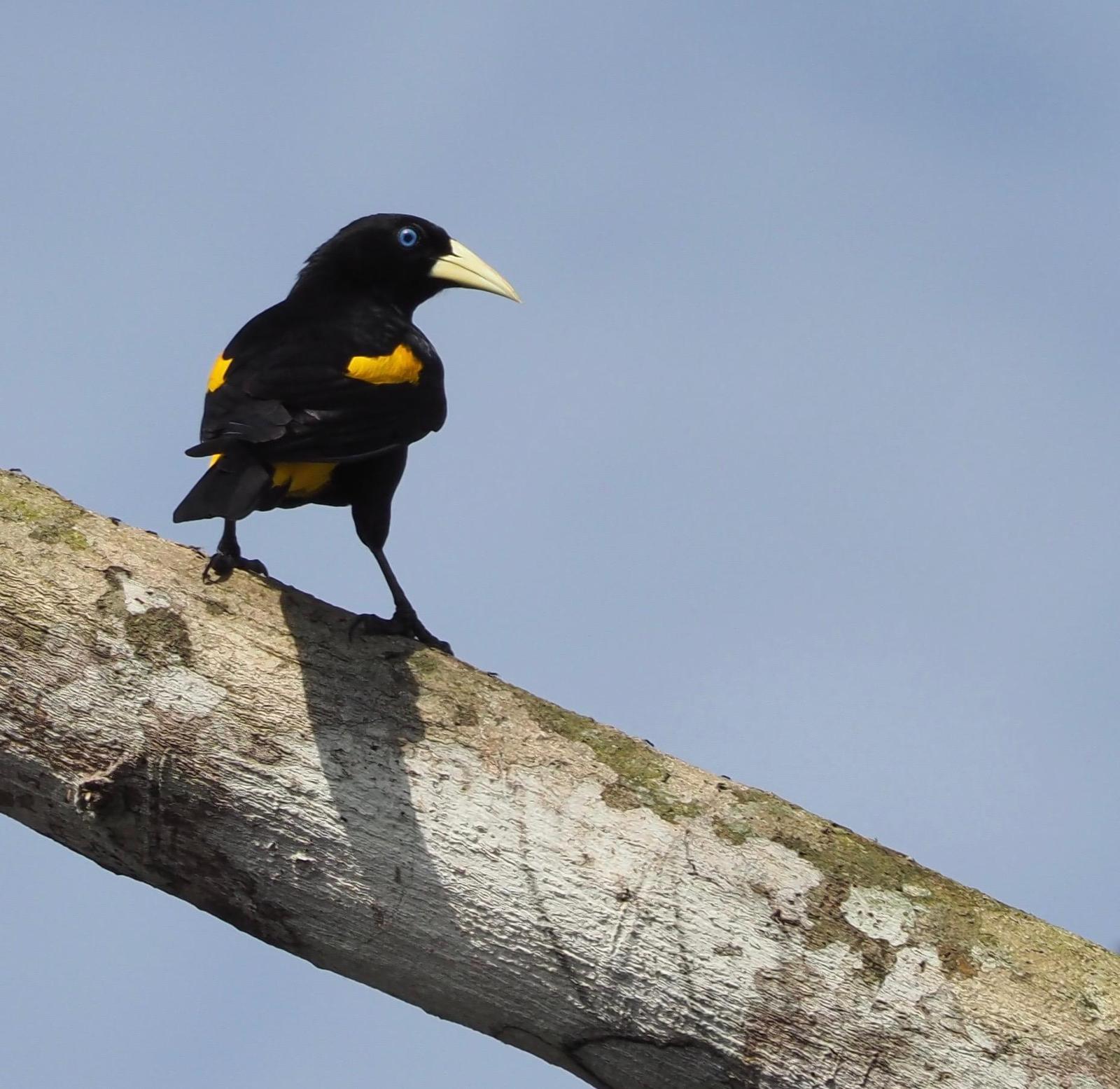 Yellow-rumped Cacique (Amazonian) Photo by Susan Leverton