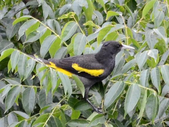 Yellow-winged Cacique Photo by Donald Loarie