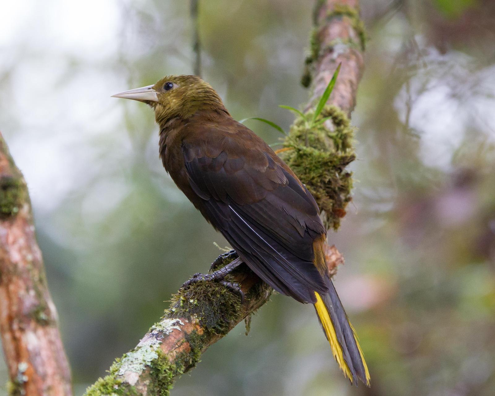 Russet-backed Oropendola Photo by Kevin Berkoff