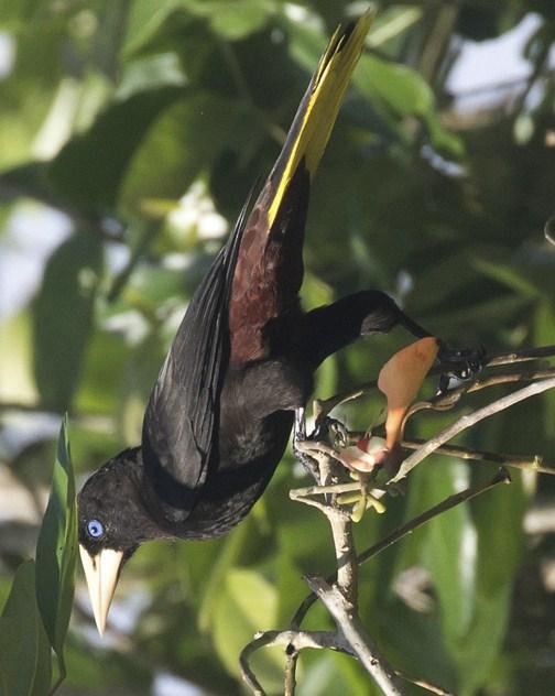 Crested Oropendola Photo by Michel Giraud-Audine