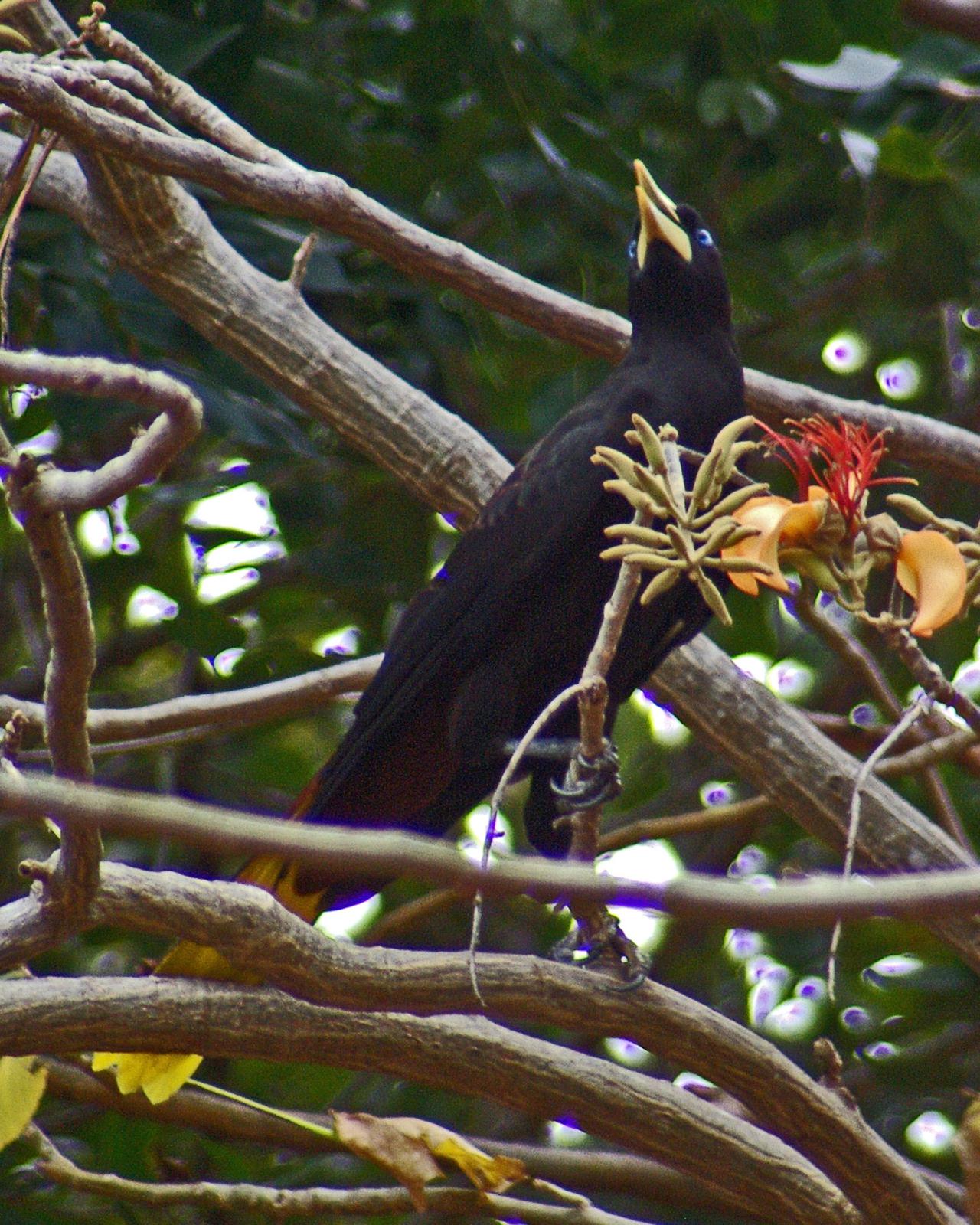 Crested Oropendola Photo by Robert Polkinghorn